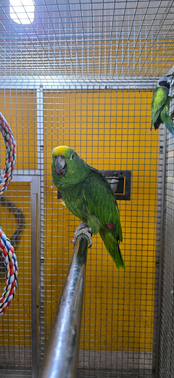 Baby Yellow Crowned Amazon Talking parrot,8