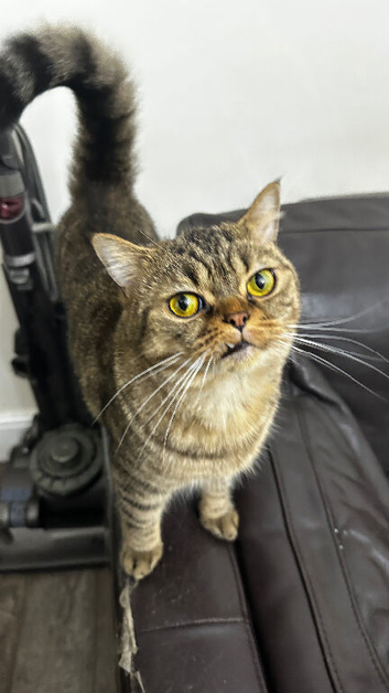 British shorthair mum Persian dad