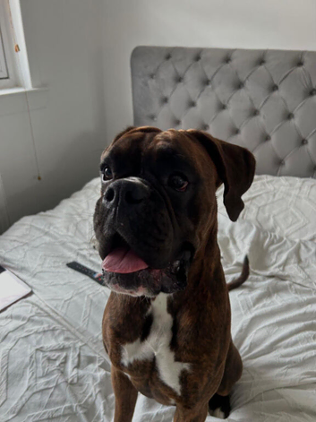 1 year 5 months boxer
