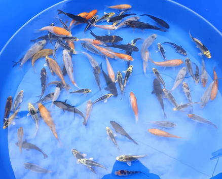 3-5" & 4-6" mixed koi, large koi. PLEASE SEE PRICING