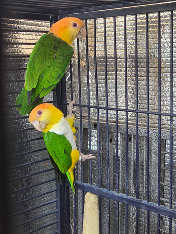 Male & female with dna