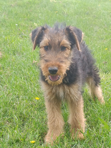Airedale Terrier- last female remaining.