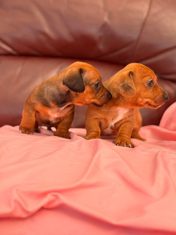 DACHSHUND X JACK RUSSELL PUPS