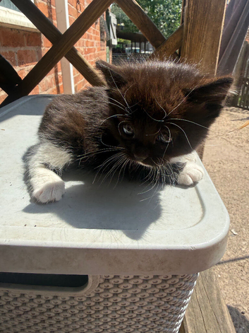 Kittens for loving homes