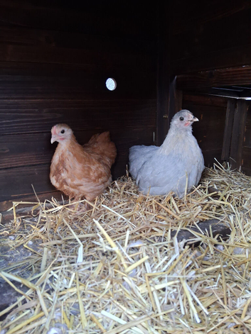 2 Pekin Chicks - UNSEXED