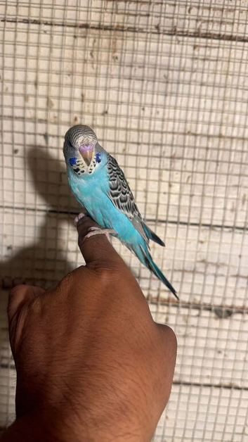 Baby budgies for sale  &pound;40 each collection mk404nn