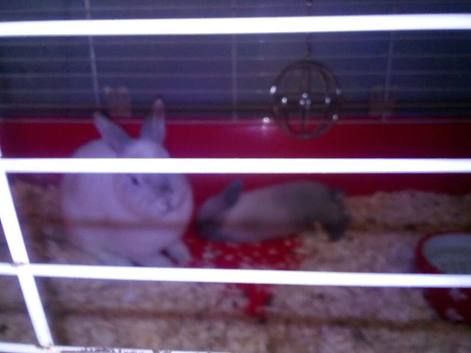 Female white rabbit an grey baby