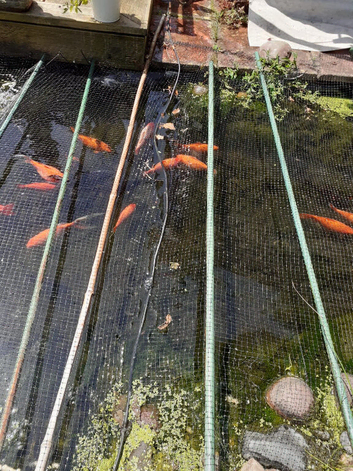 Pond goldfish for sale