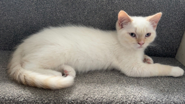 Last Himalayan X Chinchilla Persian Kittens Looking for a home