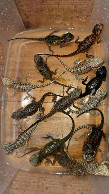 Bearded dragons