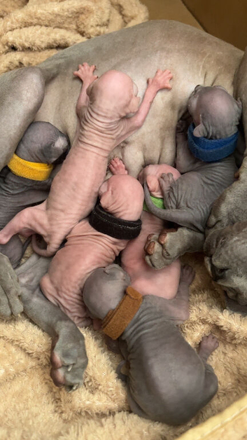 Sphynx kittens