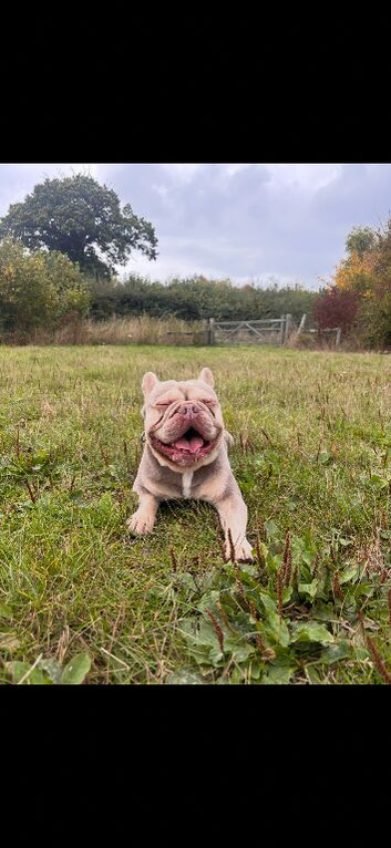 French Bulldog Stud &ndash; 3 Years Old