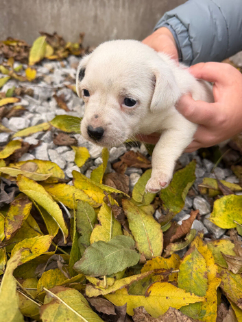Jack Russel Puppy