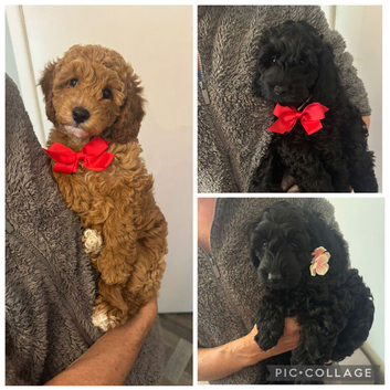 cockapoo female puppies 9 wks old