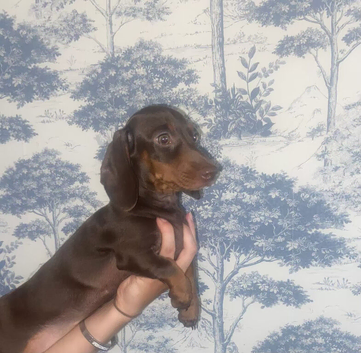 Mini dachshund puppy