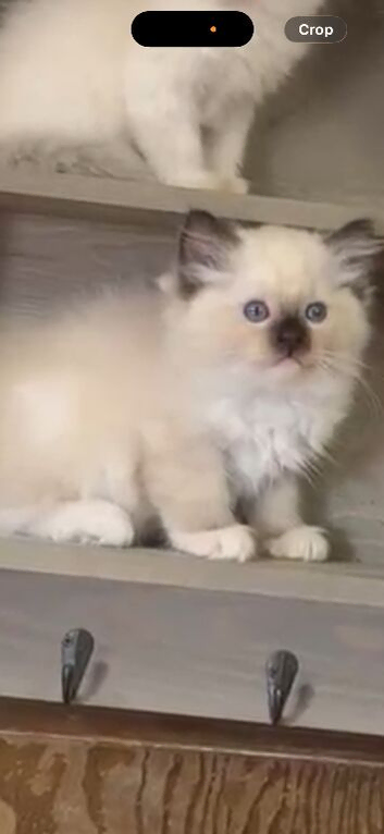 Ragdoll Kittens