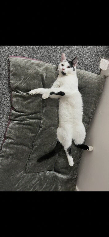 Male cat
