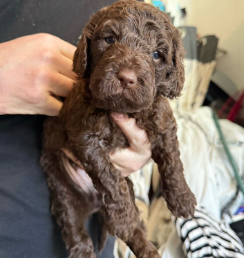 Beautiful Australian Labradoodles