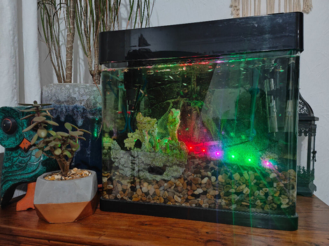 Complete Aquarium Setup with Fish & Accessories - &pound;120 ONO