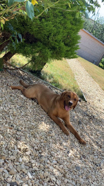 Stud dog