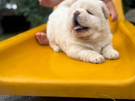 Chow chow ready to go now !!!
