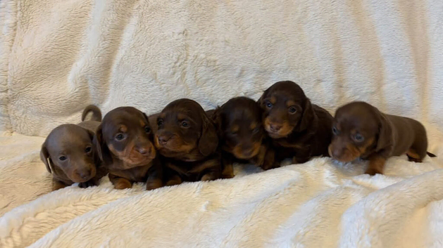 6 miniature dachshunds