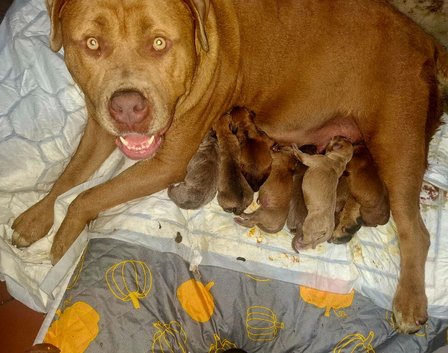 )   Stunning & Unique Shepweiler Mastiff Puppies &ndash; Reared with Love!