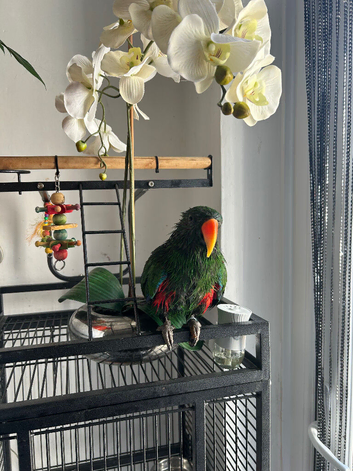 Electus male for sale