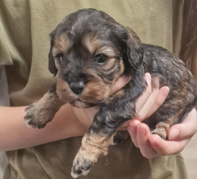 Poodle cross cavapoo male phantom male