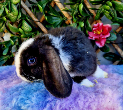 Baby mini plush lops