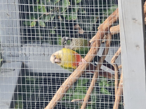Breeding pair