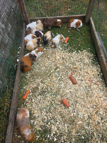 Guinea pigs