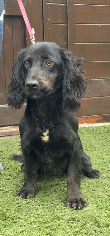 Cocker spaniel boy