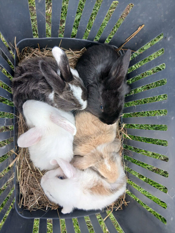 Female mini lops