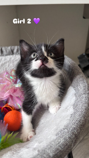 3 gorgeous girl kittens