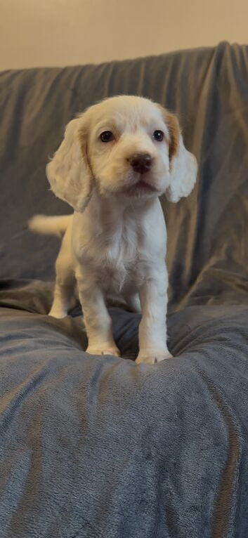 Half Show Half Working Cocker Spaniel Puppies