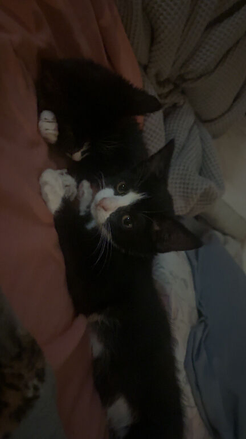 2 kittens for sale