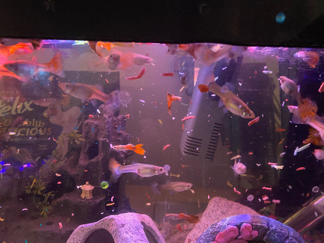 guppy fish females and males