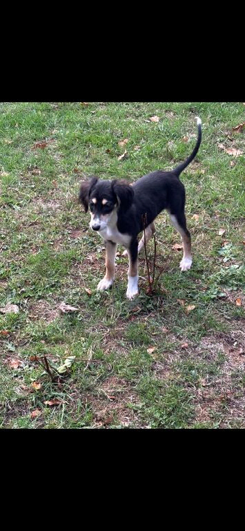 Saluki puppies