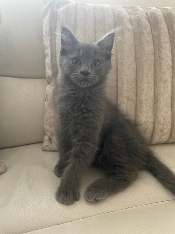 Maine Coon x Ragdoll Solid Grey Kitten