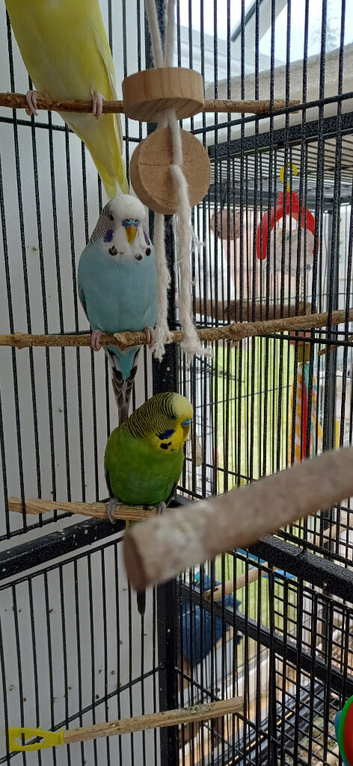 Pair of young cocks