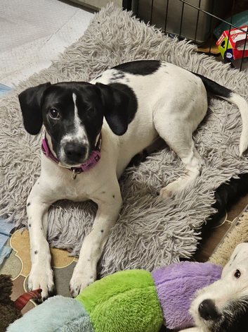 1 springer spaniel x fox terrier pups available
