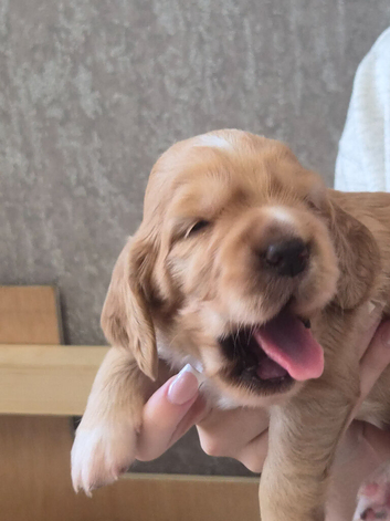 KC REGISTERED WORKING COCKER SPANIEL PUPPIES