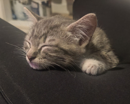 Male kitten for homing