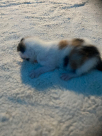 3 kittens