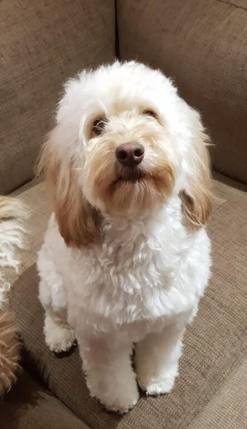 Cockapoo F1 adult