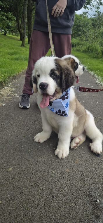 Last male Saint Bernard puppy looking for his forever home