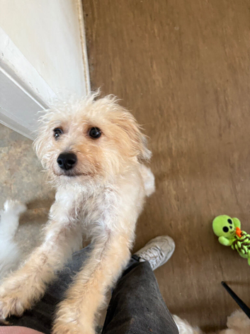 Pomeranian &times; Chinese Crested Powder Puff - Beautiful 1&frac12;-year-old Girl