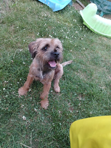 Border Terrier available