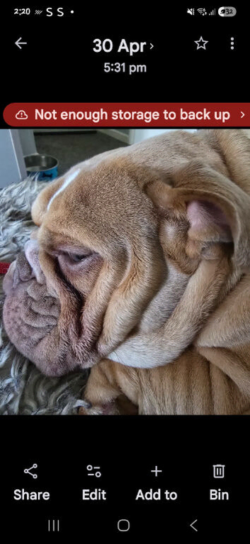 English Bulldog Bitch Lilac Fawn DWKC papers 11mths
